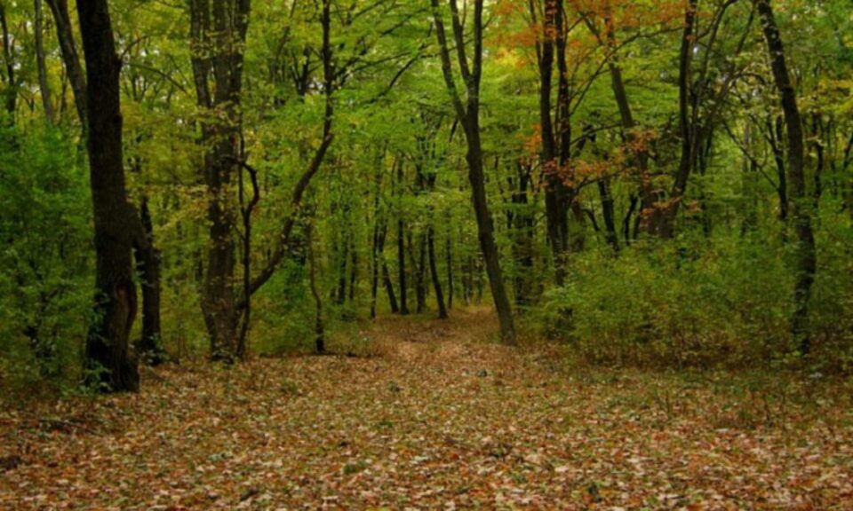 Femeie rătăcită în pădure, salvată de un echipaj de salvatori montani Foto cotidianul.ro Femeie rătăcită în pădure, salvată de un echipaj de salvatori montani Foto cotidianul.ro
