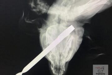 Câine găsit cu o bucată de fier forjat în gât. Polițiștii au concluzionat că a fost un accident