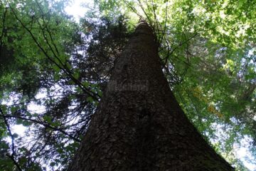 Spectaculoase imagini cu pădurile din Broșteni, prezentate de RNP