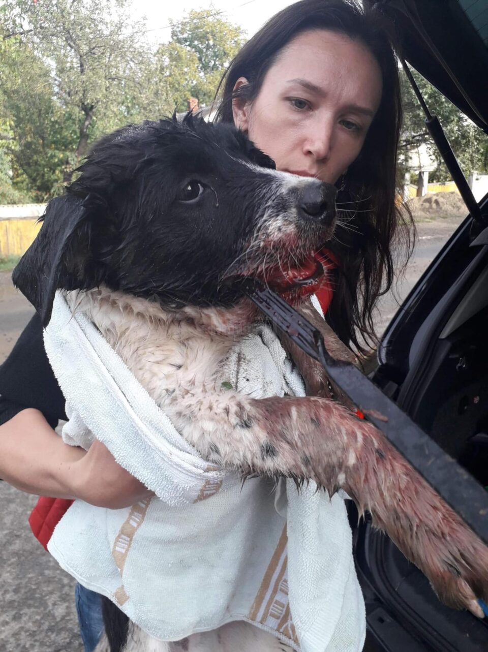 Cum a fost găsit bietul animal