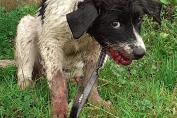 Cum a fost găsit bietul animal