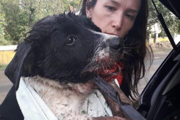 Cum a fost găsit bietul animal