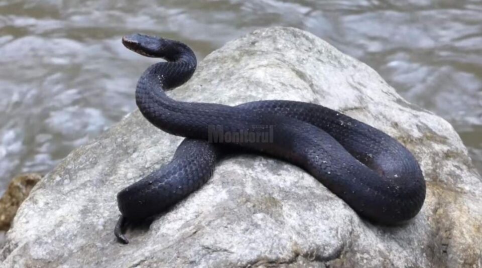 Vipera neagra surprinsă la Ocolul Silvic Crucea