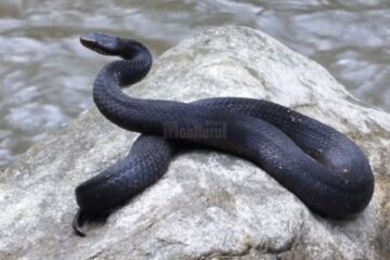 Vipera neagra surprinsă la Ocolul Silvic Crucea