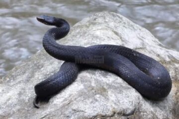 Vipera neagră Vipera neagră