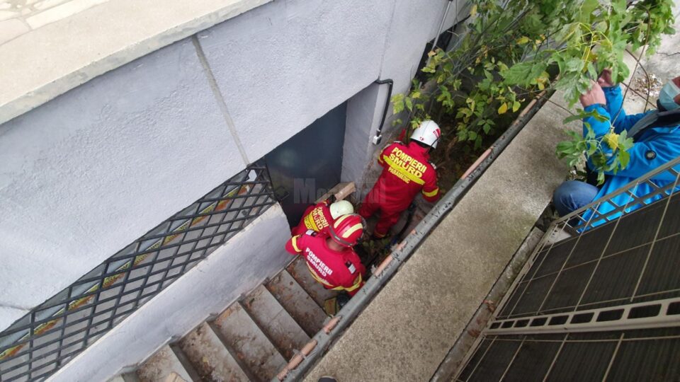 Locul din care au fost scosi cei trei pisoi