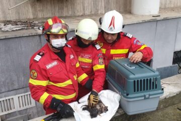Trei pisoi, salvați de pompierii suceveni dintr-un cămin de scurgere