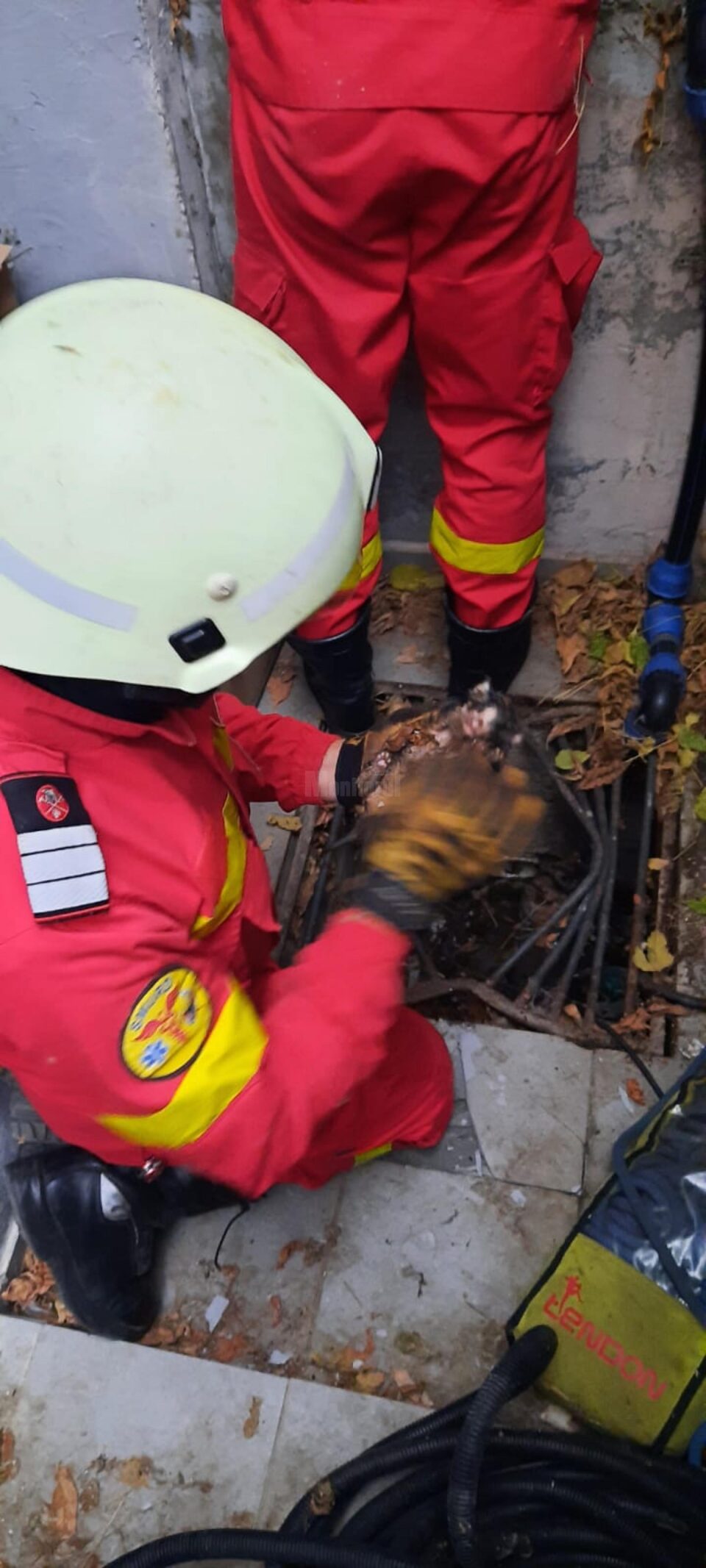 Trei pisoi, salvați de pompierii suceveni dintr-un cămin de scurgere