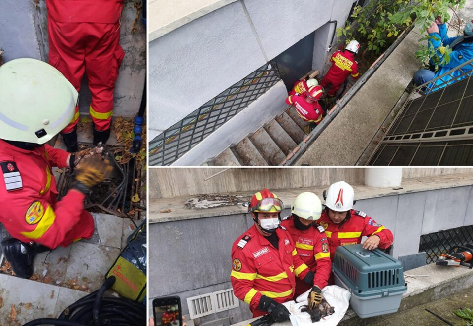 Trei pisoi, salvați de pompierii suceveni dintr-un cămin de scurgere