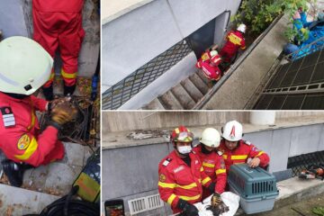 Trei pisoi, salvați de pompierii suceveni dintr-un cămin de scurgere