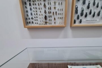 Diploma de Cetățean de onoare al municipiului Suceava Diploma de Cetățean de onoare al municipiului Suceava