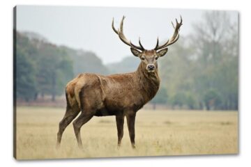 Cerbul s-a napustit asupra barbatului si l-a ranit