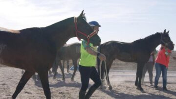 Caii și călăreții Hergheliei Rădăuți, marii câștigători ai finalei Campionatului Național de Anduranță
