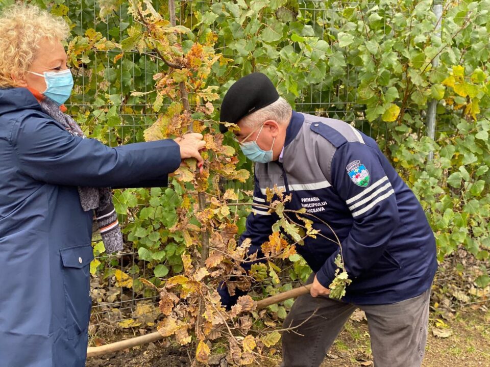 Startul acțiunii de plantare a fost dat în zona de agrement Tătărași, unde au fost plantați 360 de copaci - stejari, plopi, salcâmi 3