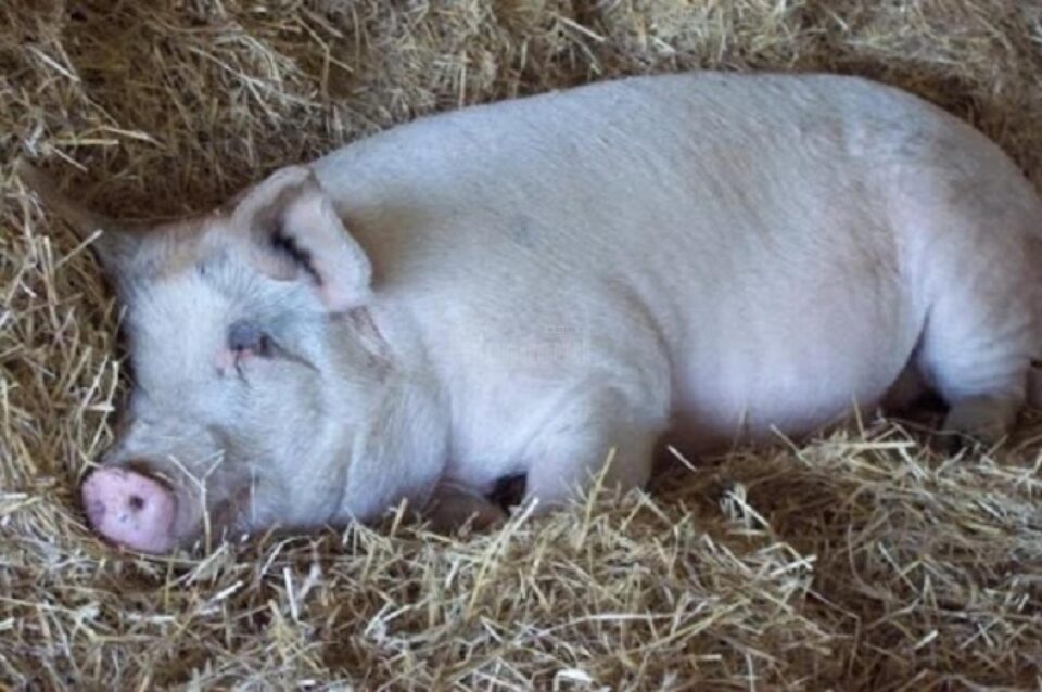 Noi cazuri de pestă porcină africană descoperite în județ Foto antenasatelor.ro