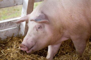 Noi cazuri de pestă porcină africană descoperite în județ. Foto: realitatea.net