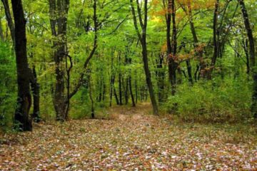 Femeie căutată în pădure după ce s-a rătăcit și s-a lovit la un picior