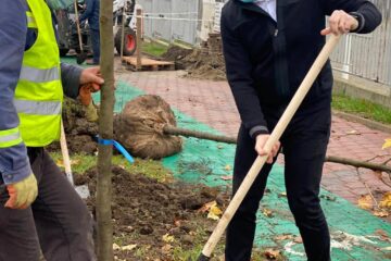 Viceprimarul Lucian Harșovschi, la plantarea de platani