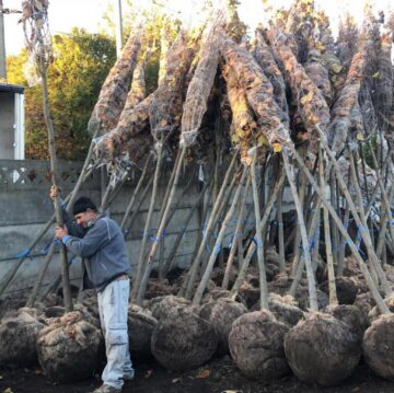 100 de platani și sute de alți arbori, plantați la bulevardele principale