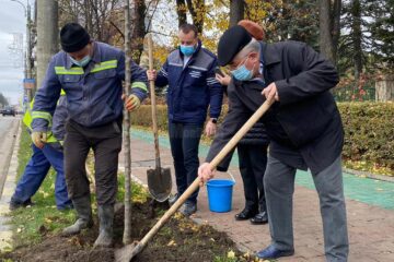 Primarul Ion Lungu și viceprimarul Lucian Harșovschi, la plantarea de platani, pe marginea bulevardului principal