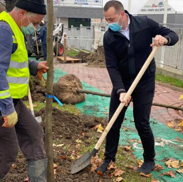 Viceprimarul Lucian Harșovschi, la plantarea de platani