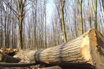 Au tăiat un copac din pădure, dar nu au reușit să-l mai fure