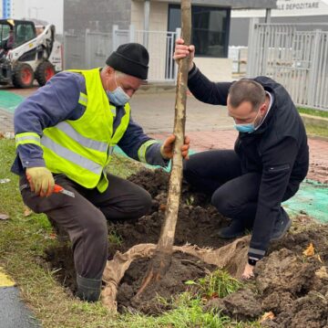 100 de platani și sute de alți arbori, plantați la bulevardele principale
