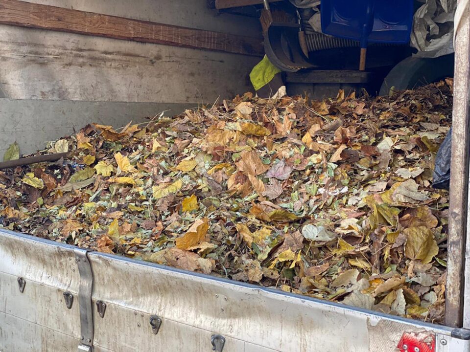 Ridicarea deșeurilor vegetale se face separat de cea a gunoiului menajer, fără costuri suplimentare Ridicarea deșeurilor vegetale se face separat de cea a gunoiului menajer, fără costuri suplimentare