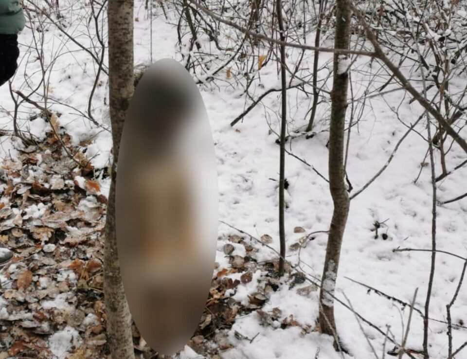 Câine spânzurat în pădure, după un conflict între vecini Câine spânzurat în pădure, după un conflict între vecini