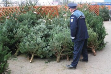 Dosar penal pentru un bărbat care a furat un brad din fața unui supermarket