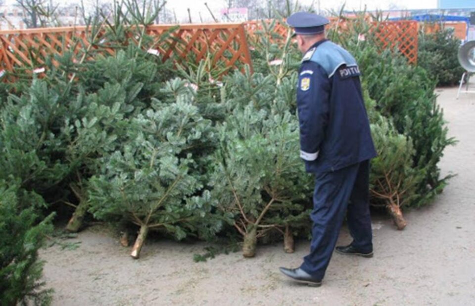 Dosar penal pentru un bărbat care a furat un brad din fața unui supermarket