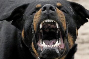 Femeie atacată și sfâșiată crunt de patru câini Rottweiler