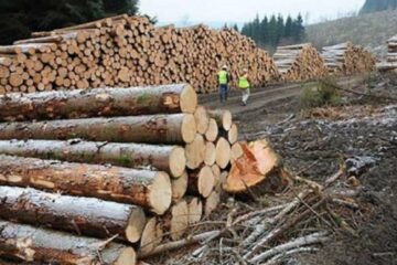 Lemn transportat ilegal și vehicul supraîncărcat, au concluzionat cercetările în cazul sesizării făcute de un activist de mediu