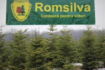 8.000 de pomi de Crăciun, oferiți la vânzare de Direcția Silvică Suceava