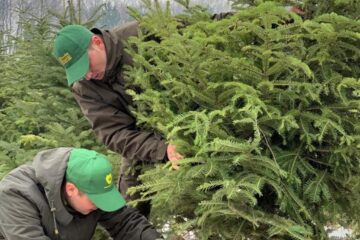 8.000 de pomi de Crăciun, puși la dispoziție de Direcția Silvică Suceava