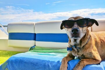 11 trucuri gratuite pentru a vă face să arătați instantaneu mai cool