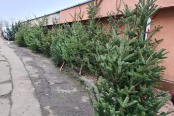 brazi de craciun brazi de craciun