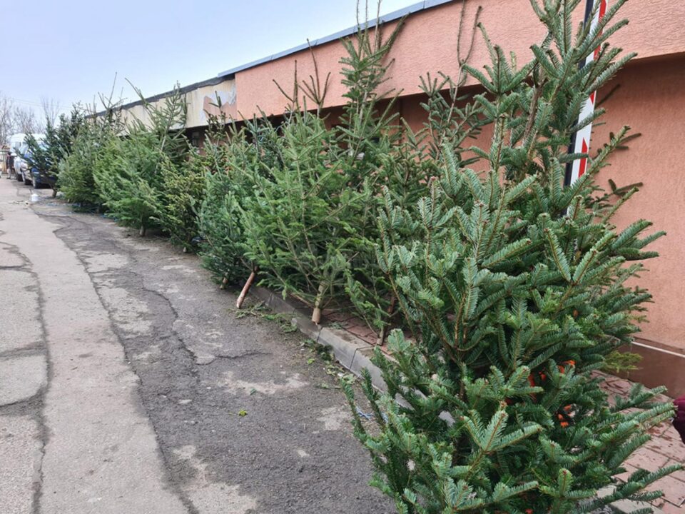 Brazii de Crăciun din piețele sucevene nu prea au căutare