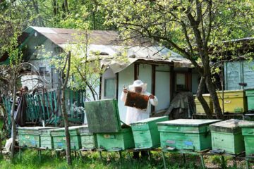 „Săptămîna internațională a apicultorilor”