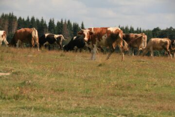 În județul Suceava se cresc și cele mai multe bovine, peste 130.000 anul trecut