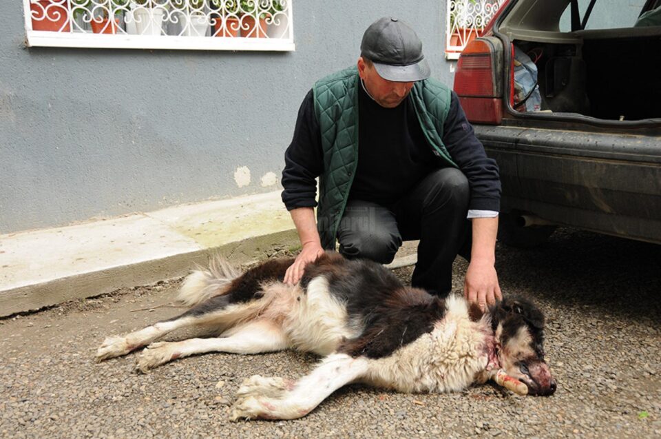 Proprietarul, Sorin Savin, împreună cu unul dintre câinii împușcați