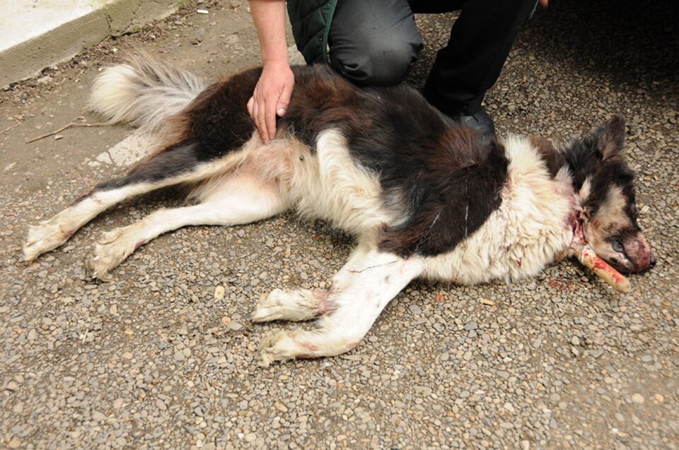 Câinele împușcat în zona capului a pierit pe loc Câinele împușcat în zona capului a pierit pe loc