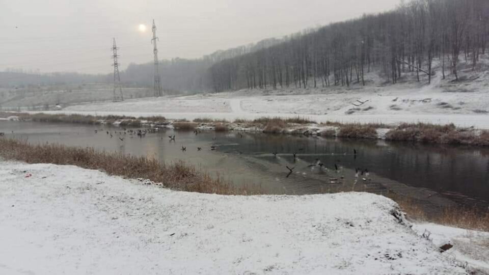 Foarte mulți cormorani pe râul Suceava Foto Ovidiu Nistor