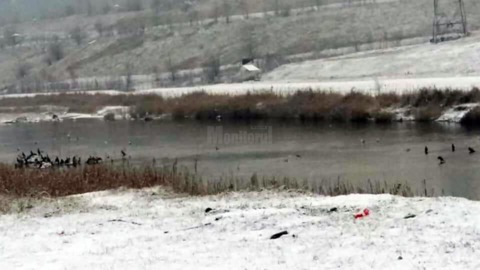 Cormorani mai mulți ca niciodată decimează populația de pește de pe râul Suceava