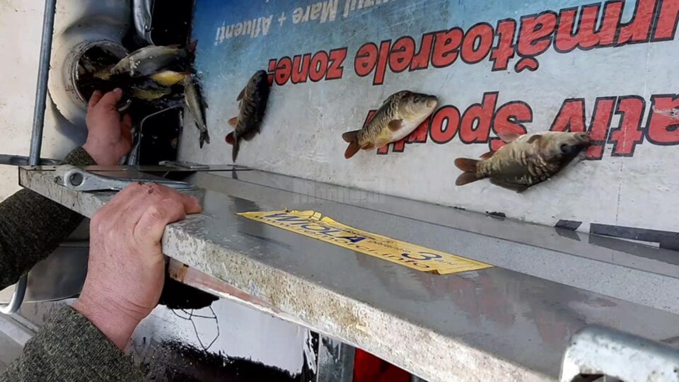 Acumularea Dragomirna, pregătită pentru pescari cu o populare masivă de crap