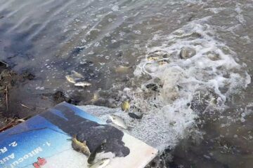 Acumularea Dragomirna, pregătită pentru pescari cu o populare masivă de crap