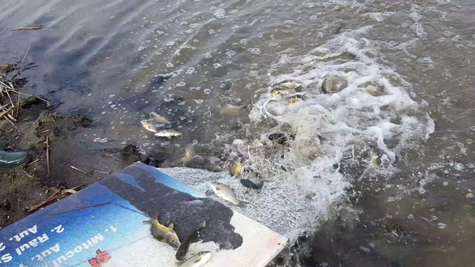 Acumularea Dragomirna, pregătită pentru pescari cu o populare masivă de crap