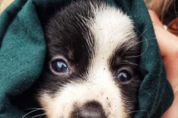 Cateluș aruncat la cosul de gunoi subteran