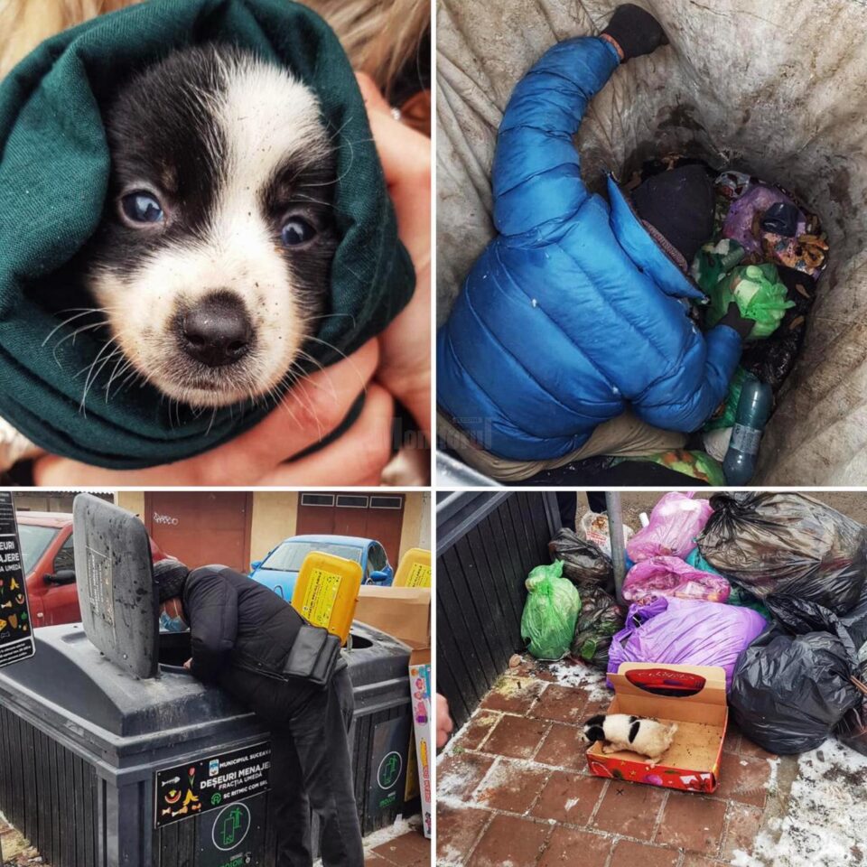 Cateluș aruncat la cosul de gunoi subteran 2