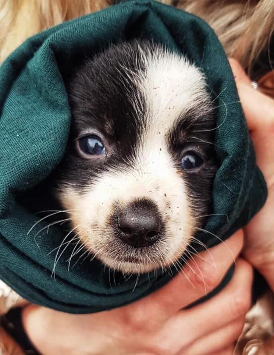 Cățeluș aruncat la coșul de gunoi subteran